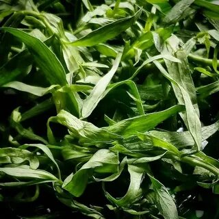 تصویر 4 از فروش روز سبزی ترخون خشک با قیمت خرید اقتصادی